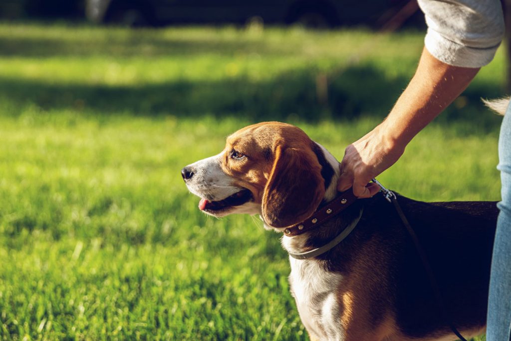 Pet dog