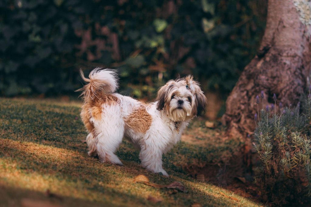 Pet dog