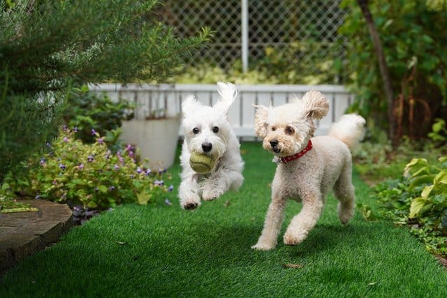 Is-pet-dog-urine-killing-your-plants