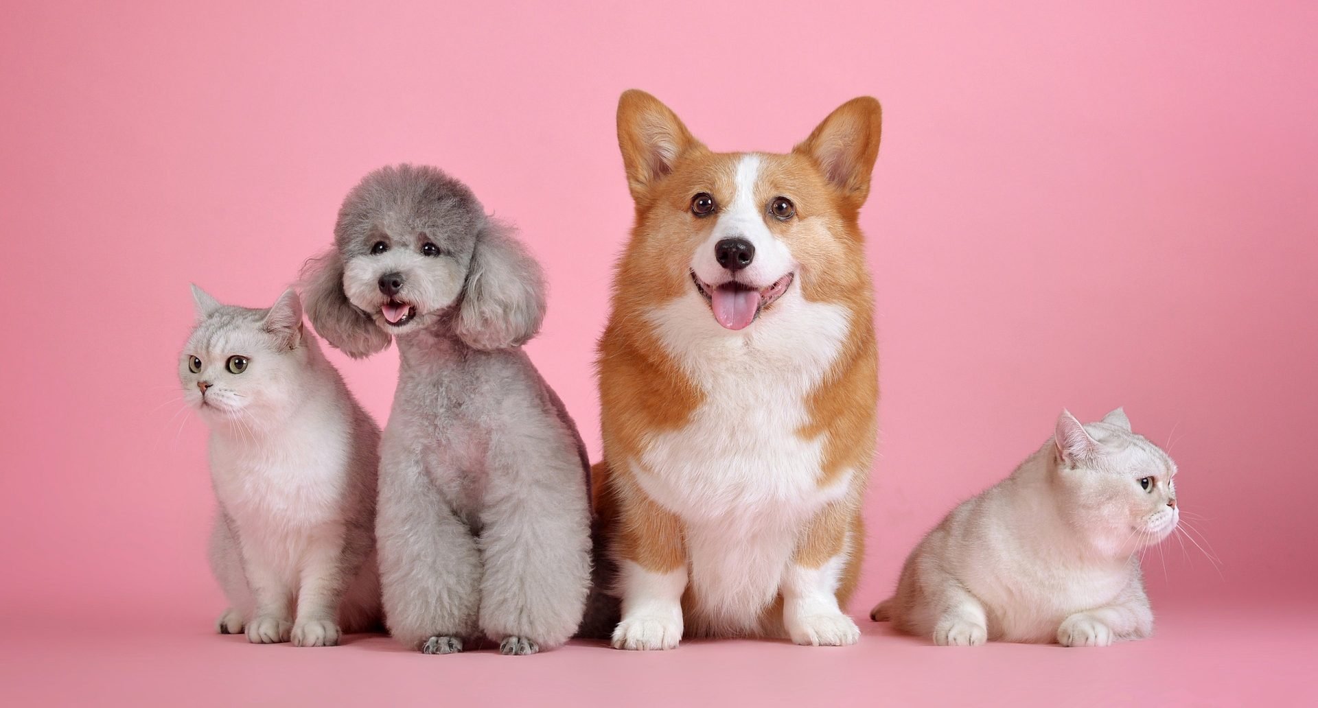 All about dogs and cats