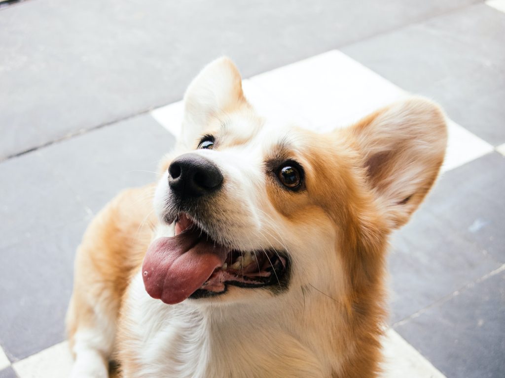 All about Corgi Colors
