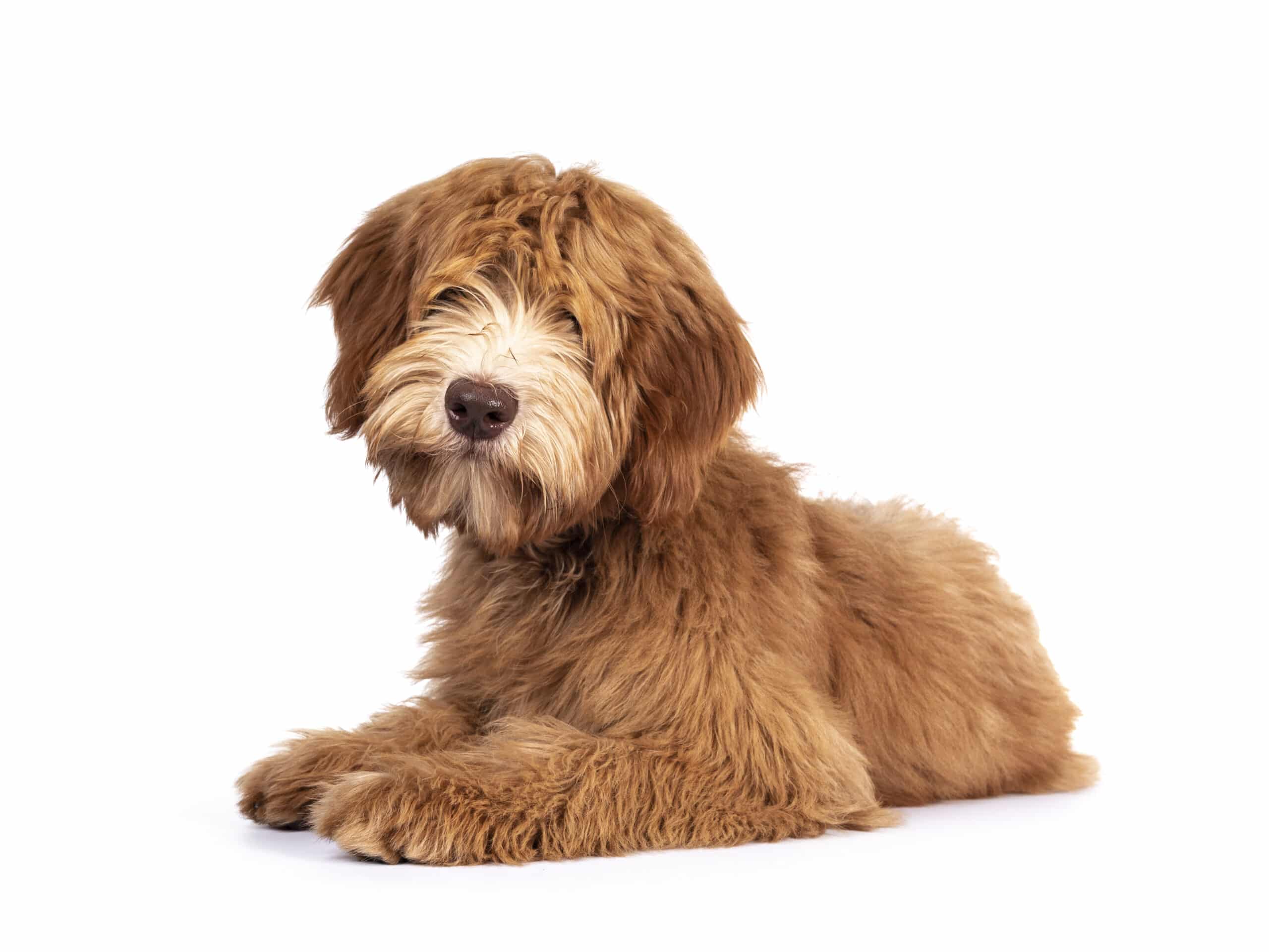 Australian Cobberdog