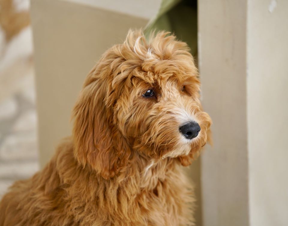 Australian Cobberdog