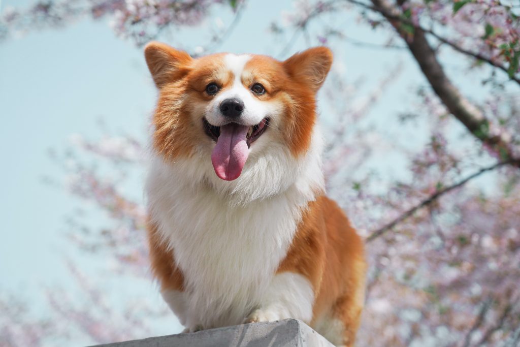 Corgi Markings