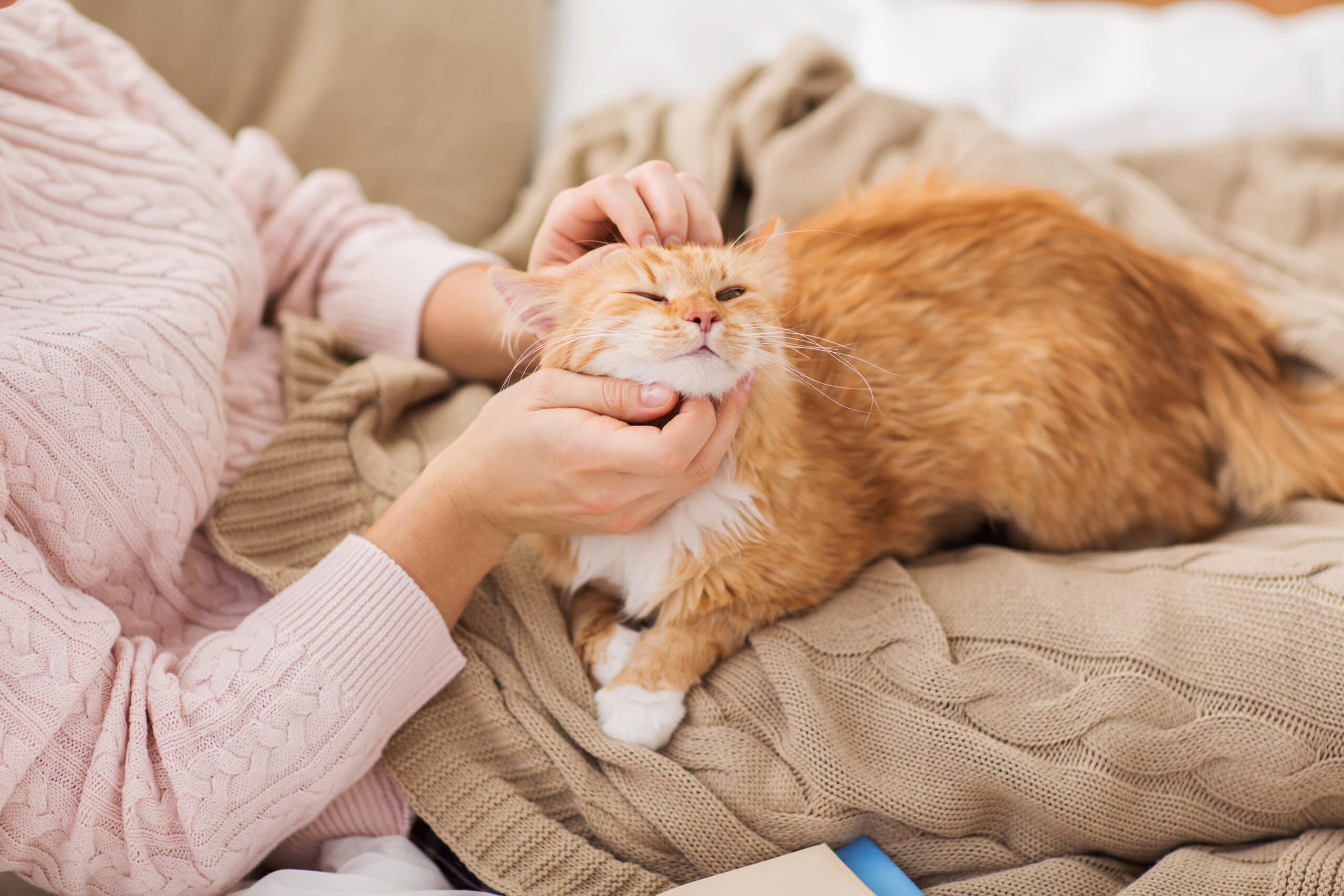 Pet Cat