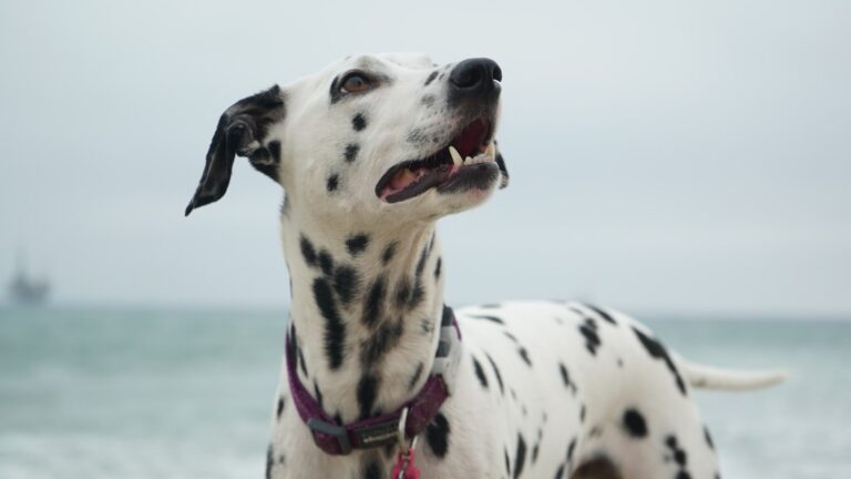 Understanding dog body language