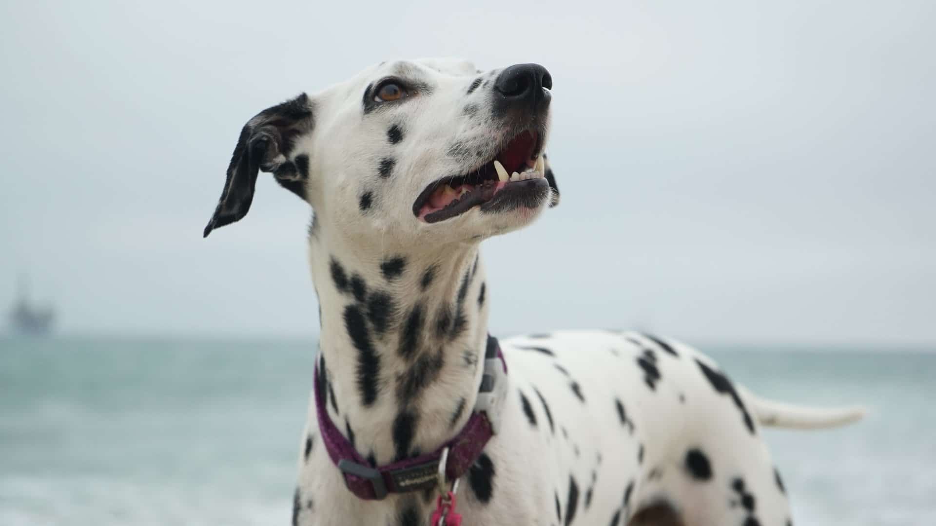 Understanding dog body language
