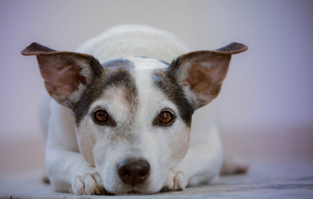 Dog body language ears