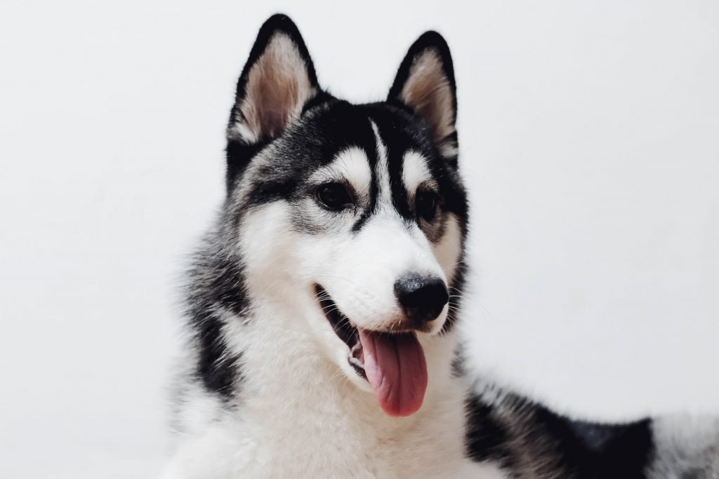 dog body language panting
