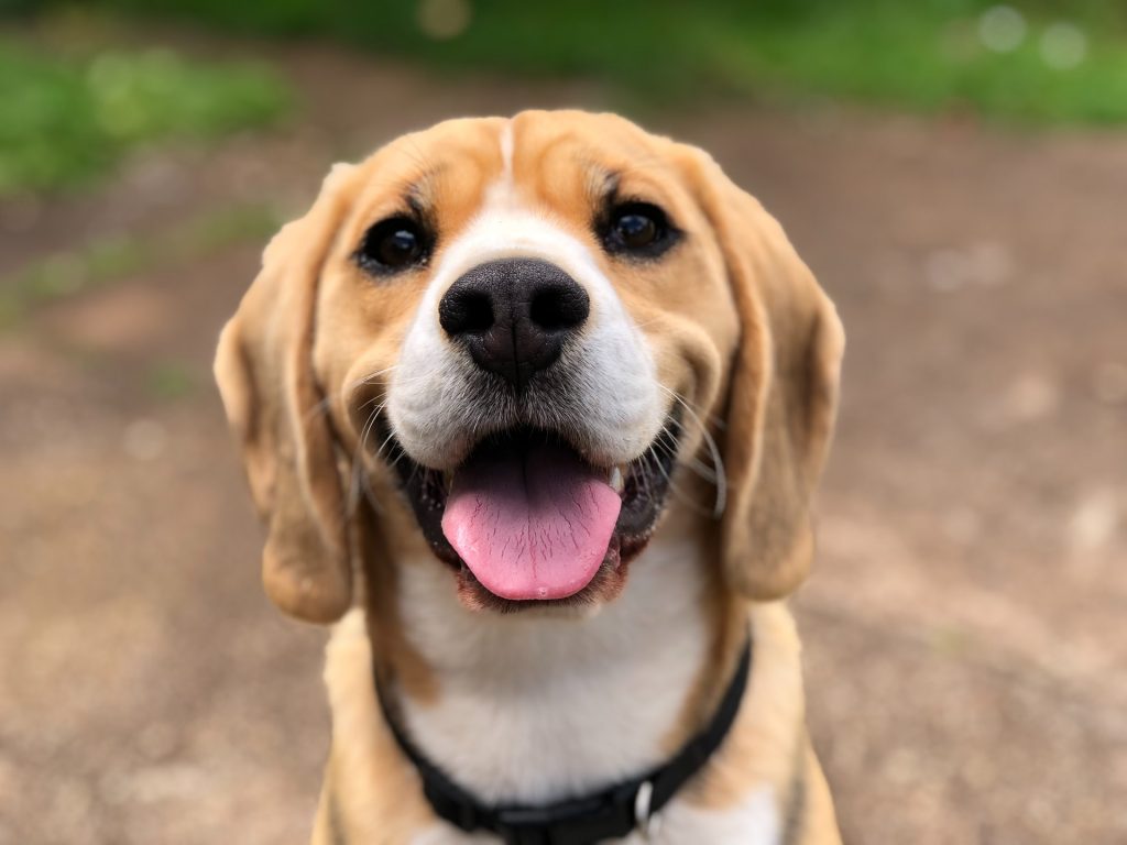 dog body language smiling