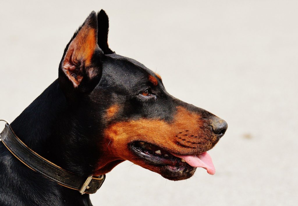 Dog body language head