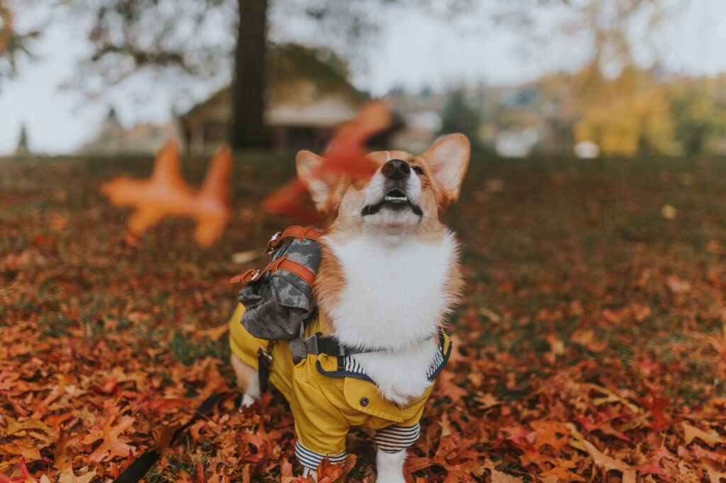 Corgi Colors: Pembroke Welsh Corgi!
