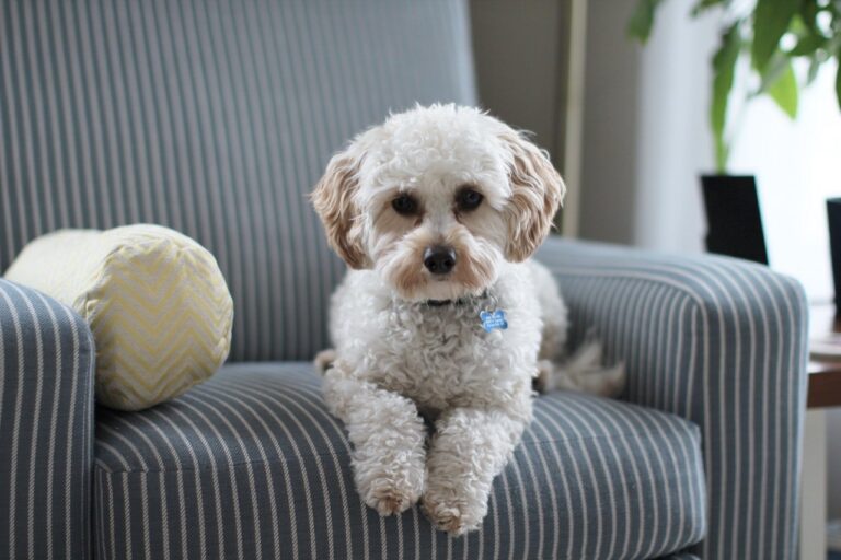 pets in the home