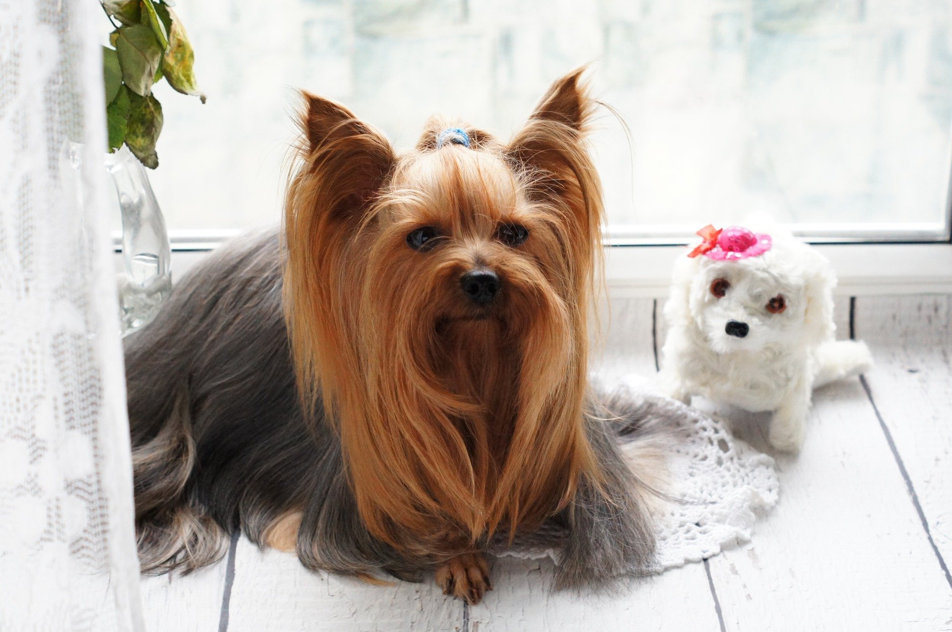 Blueberry facial for dogs
