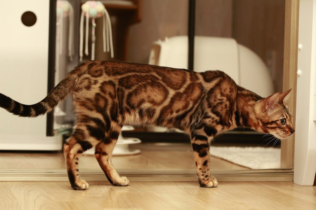 Bengal cat makes your whole house its territory