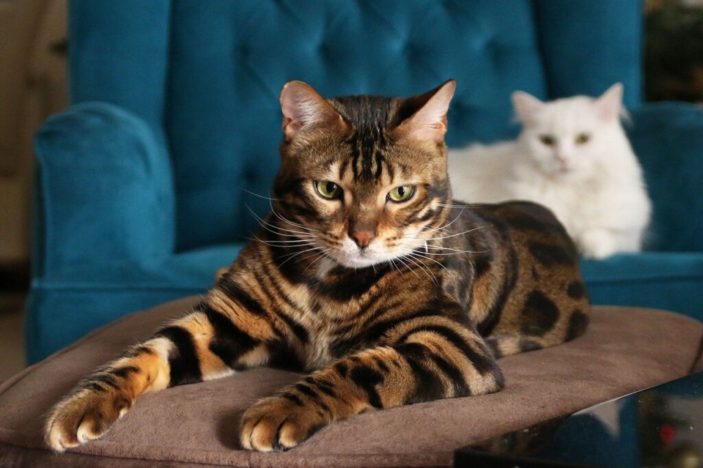 The majestic Bengal cat