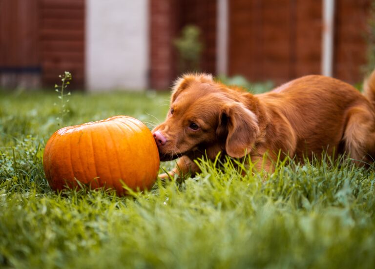what vegetables can dogs have