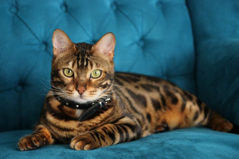 The majestic Bengal cat