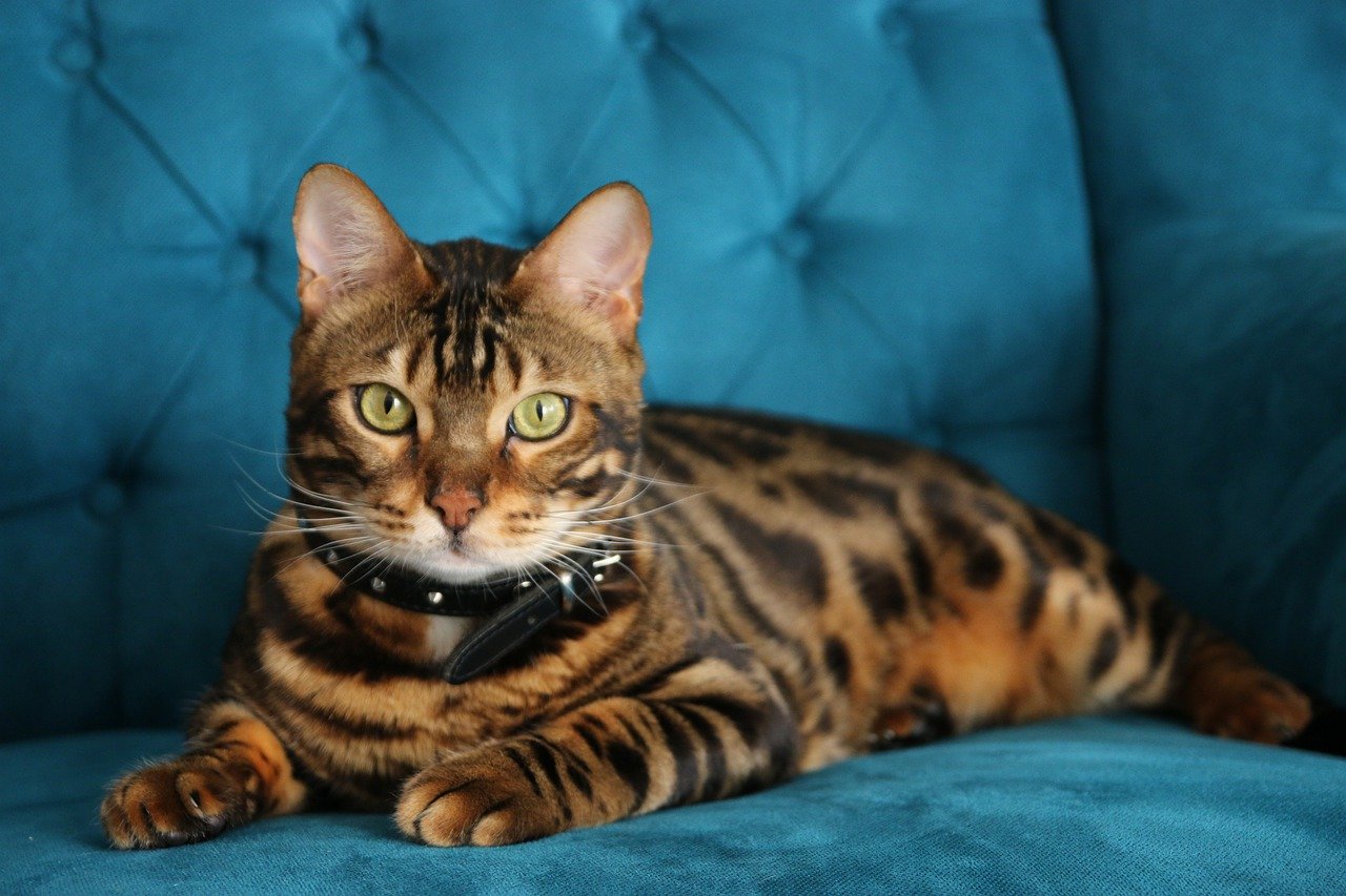 The majestic Bengal cat