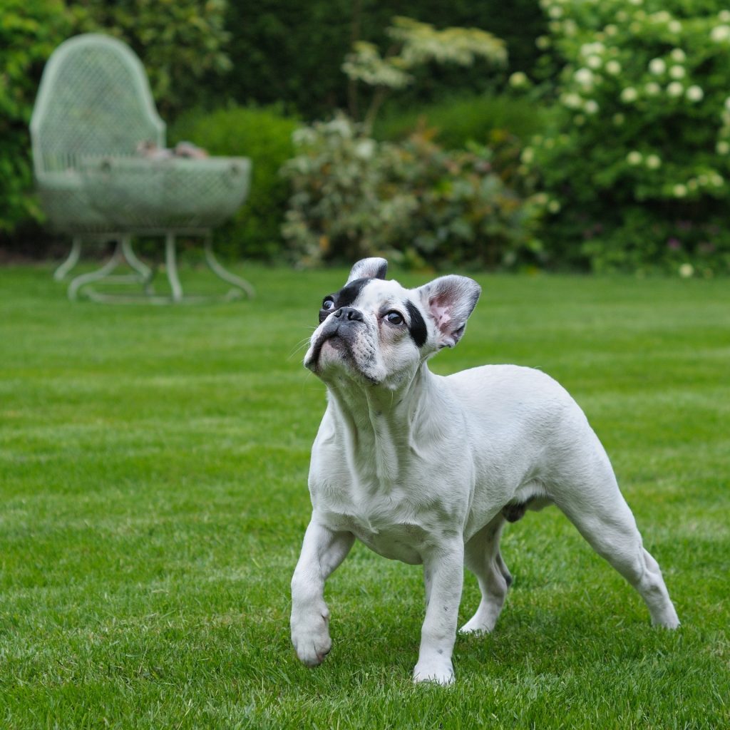 French bulldog