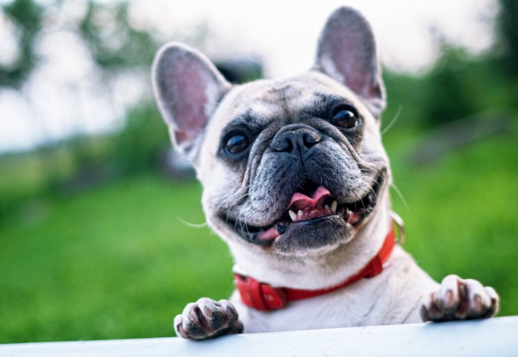 French bulldog