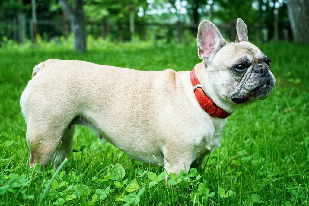 French bulldog body