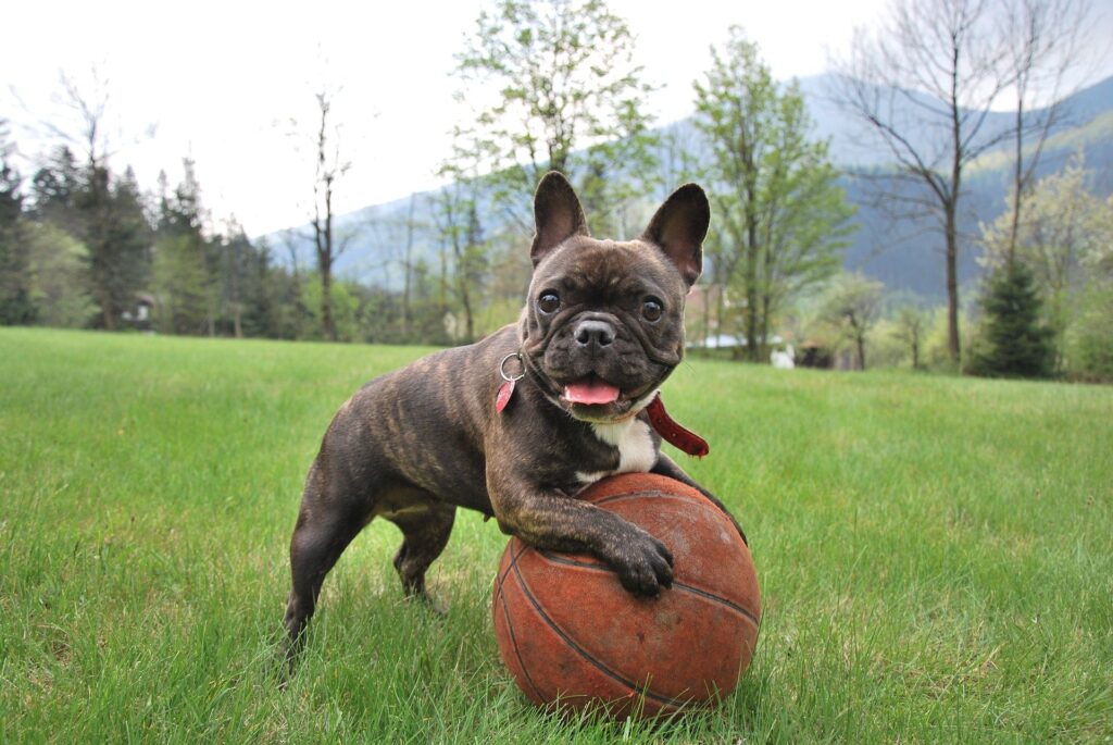 French Bulldog puppy