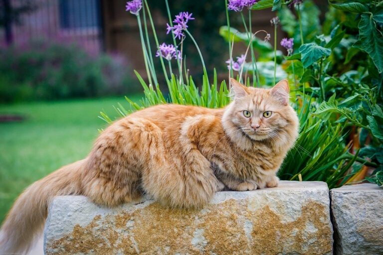 maine coon cat - 15 facts (1) -dogsandcatshq.com