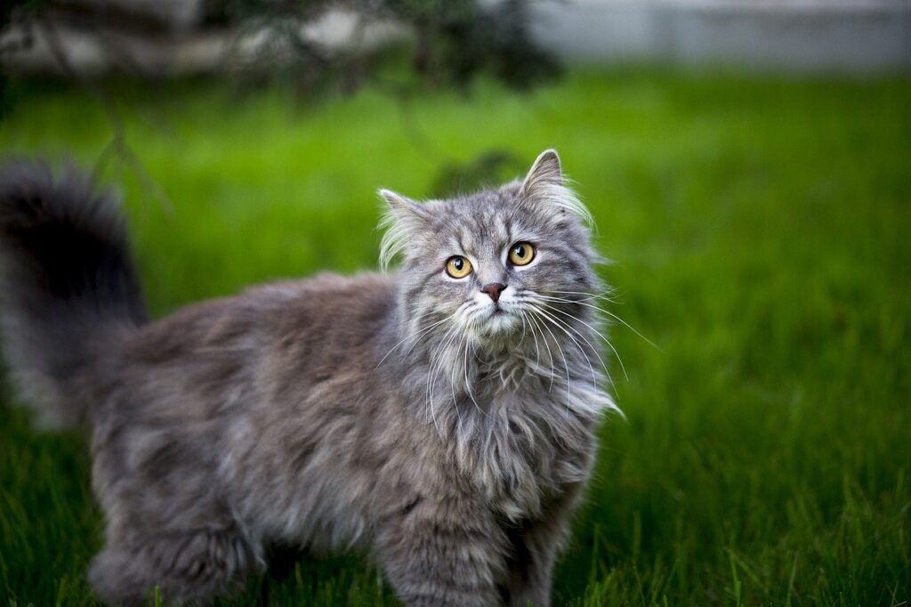 maine-coon-cat-15-facts-dogsandcatsqh.com_