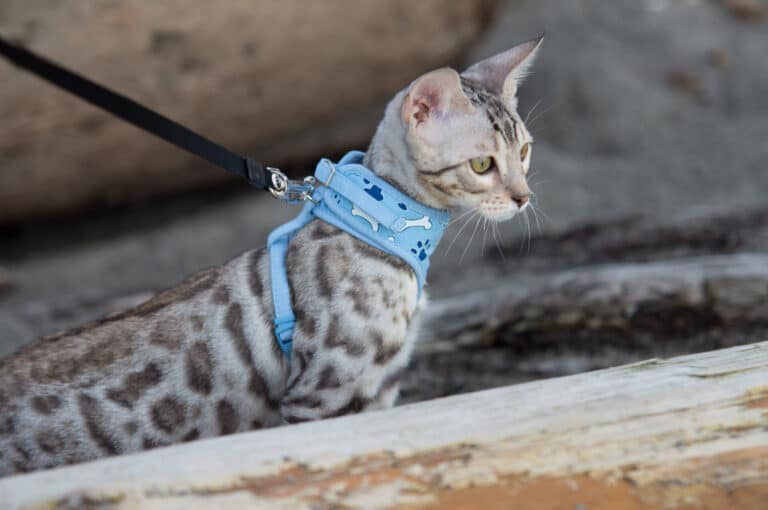 Savannah cat breed