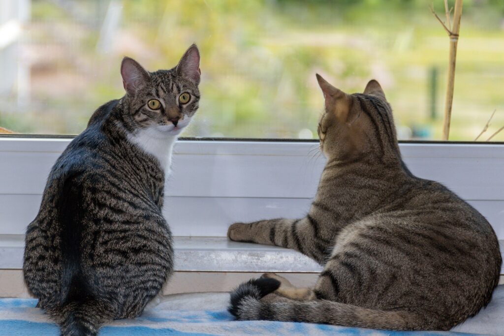 10 tips to stop overgrooming in cats