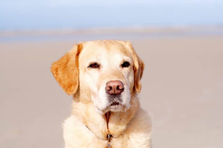 British Labrador