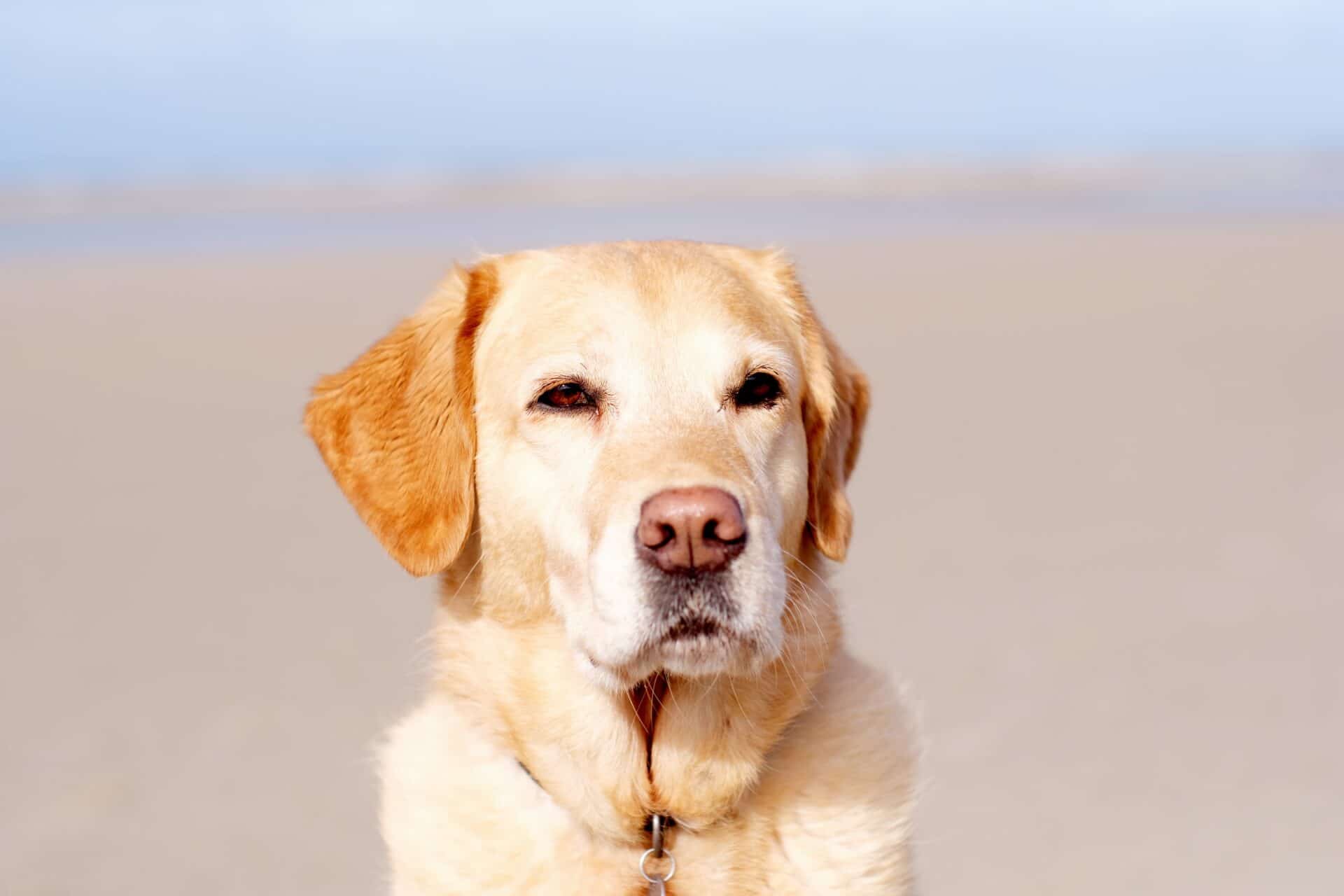 British Labrador