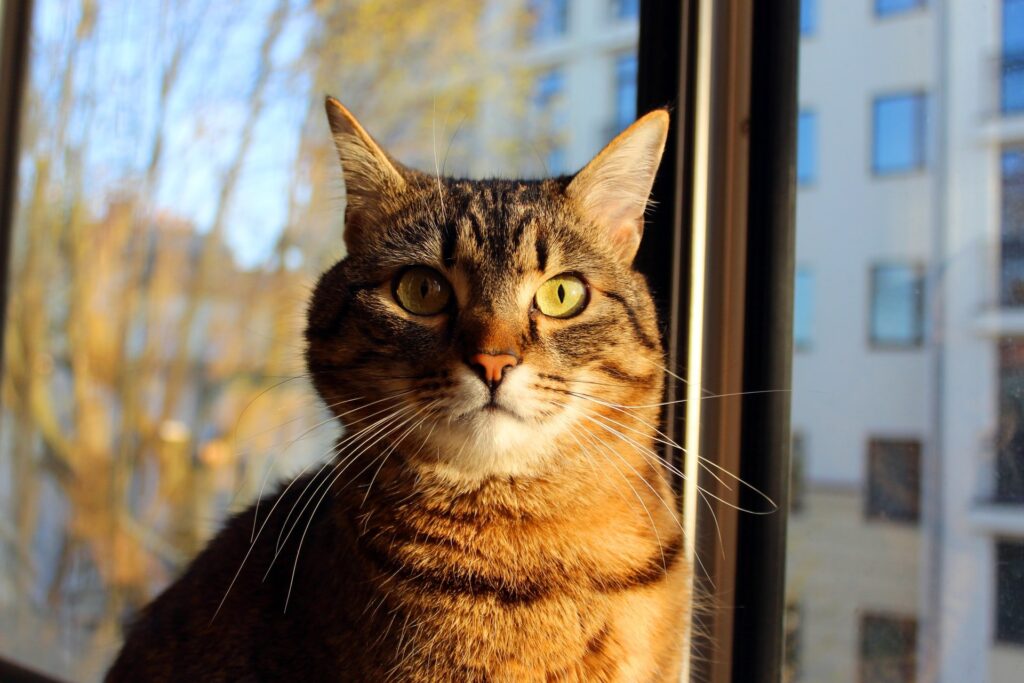 Reading cat body language