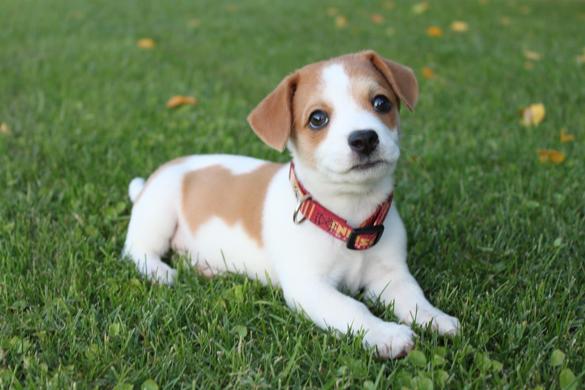 how to potty train a puppy