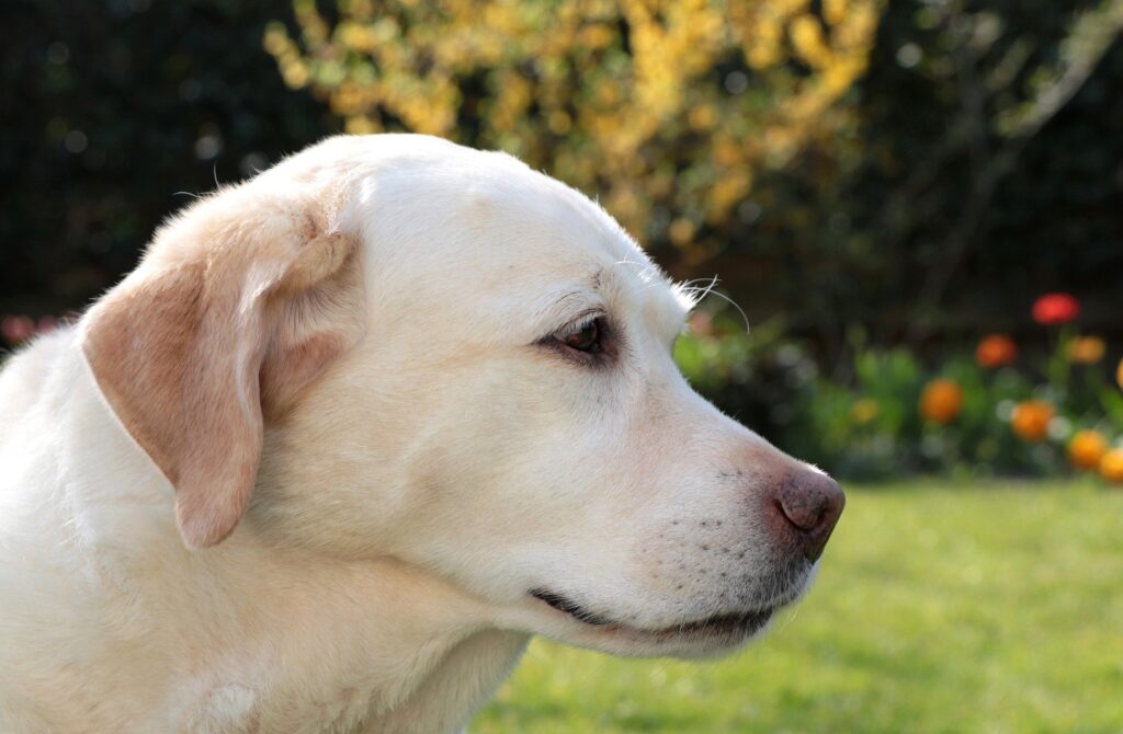 British Labrador