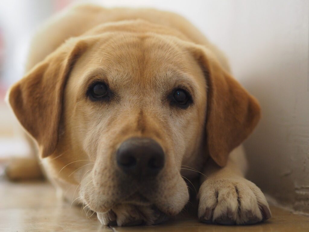 British Labrador