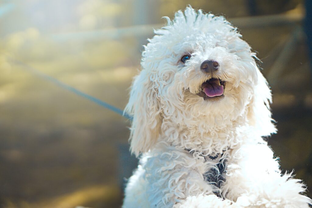 Bichon Frise
