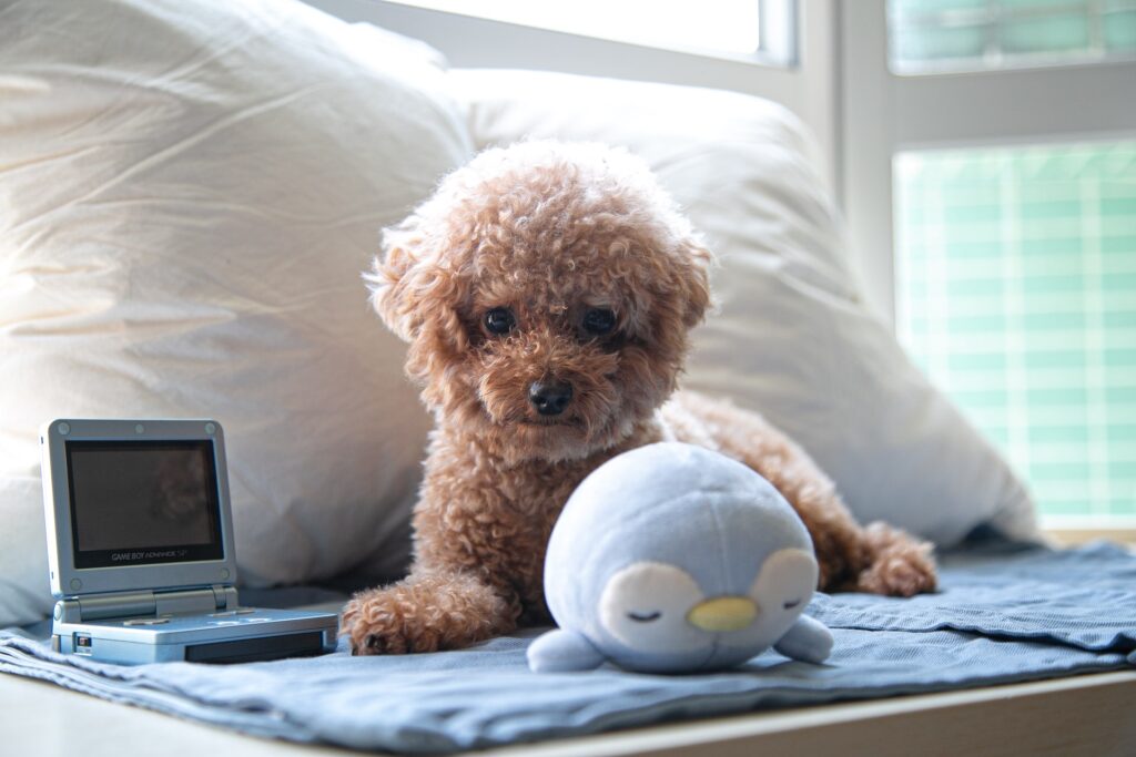 Puppy toys