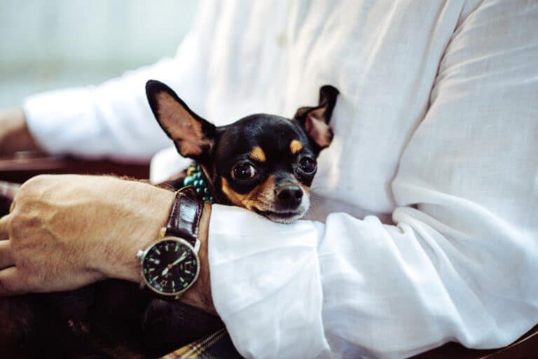 dog breeds for seniors