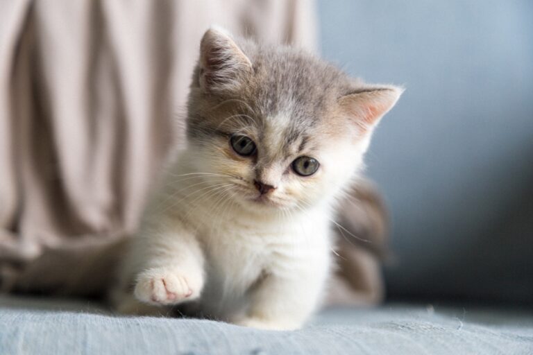 Bringing a new kitten home: Must-know tips