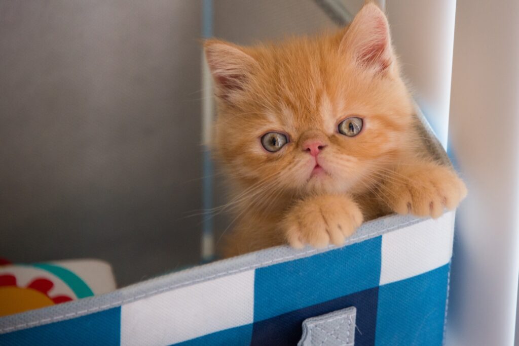 Things you need for a new kitten