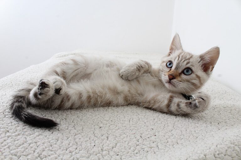 How to stop a kitten from biting