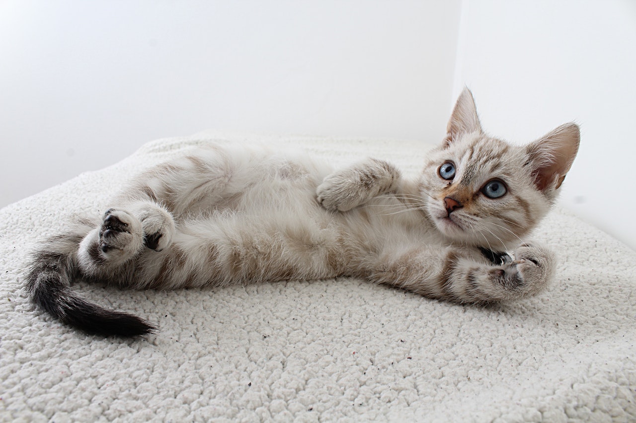 How to stop a kitten from biting