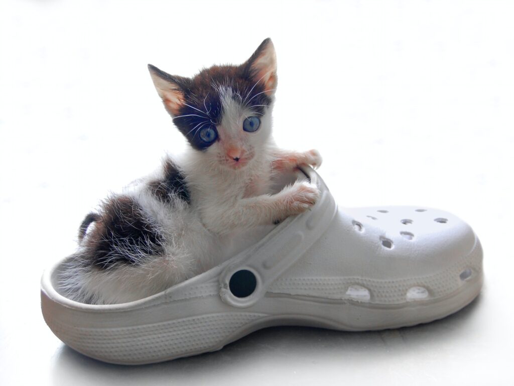 Getting your home ready for your new kitten