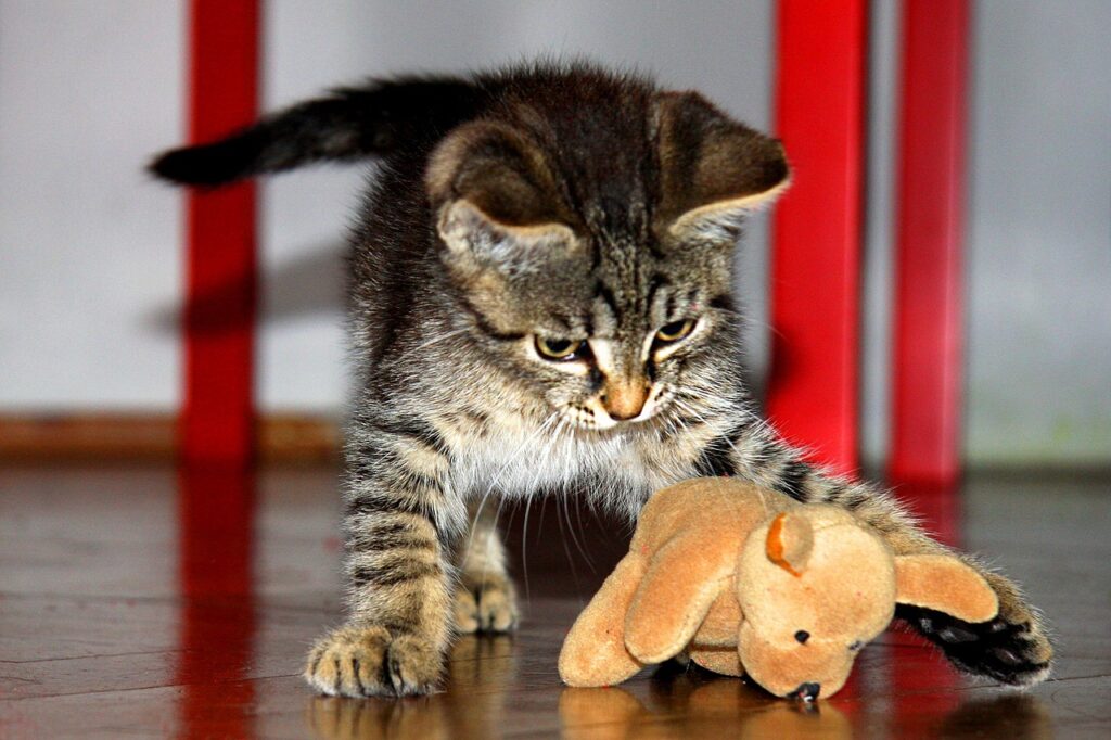 training your kitten