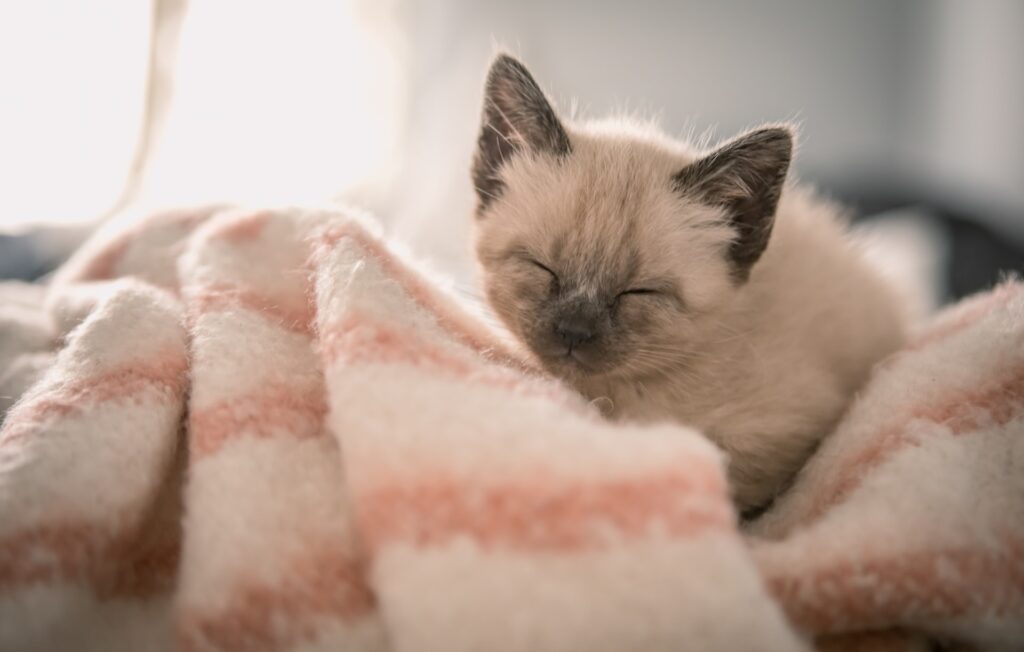 kitten sleep