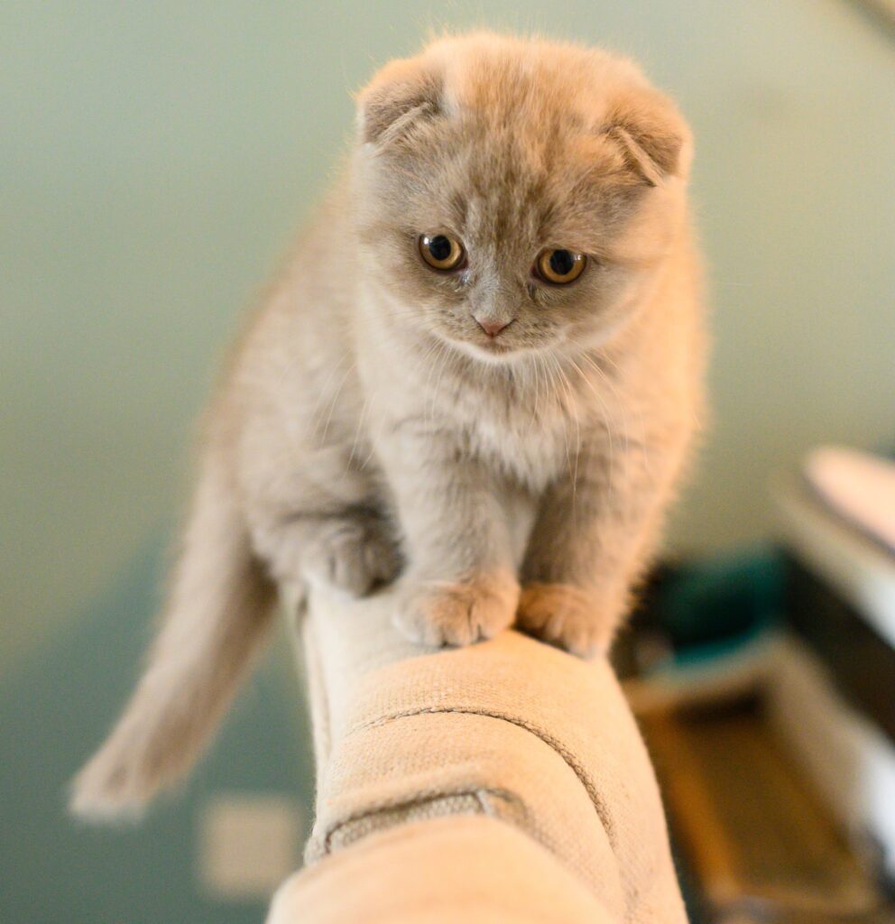 Preparing a quiet place for your kitten