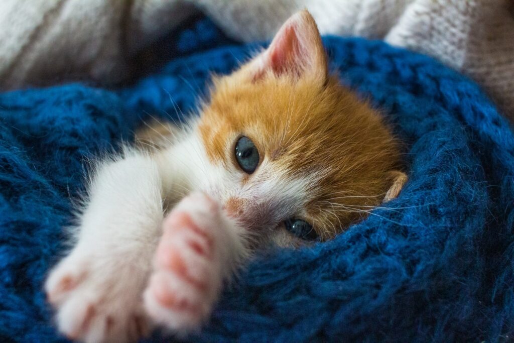 How long to keep a new kitten isolated