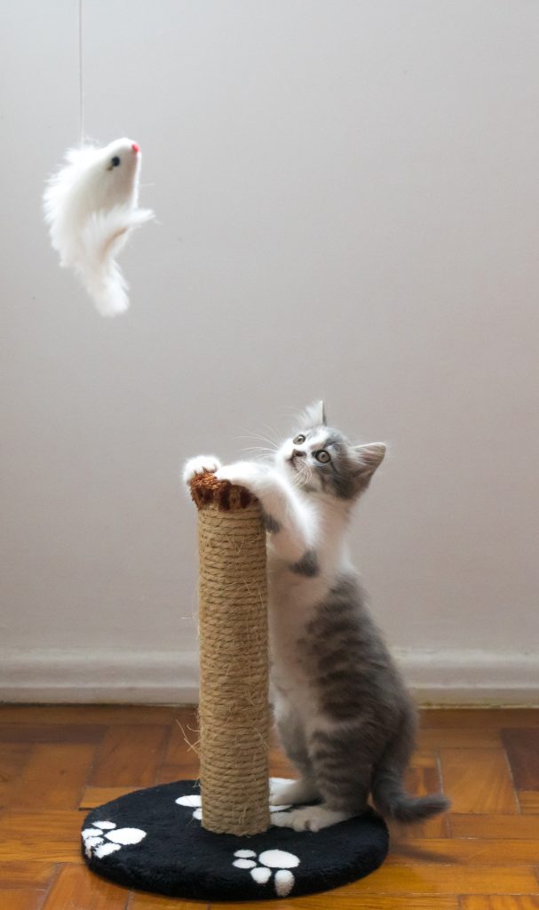 Kitten play and exercise requirements